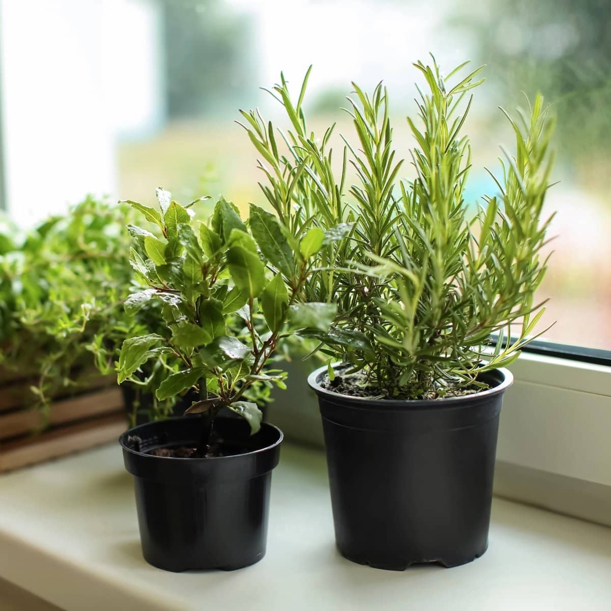 Potted herbs on a windowsill with greenery outside.