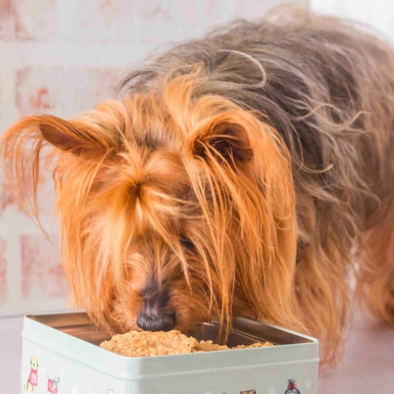 A small dog eating peanut butter dog treats from a square tin.