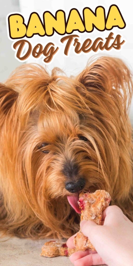 A small dog licks a banana dog treat held by a persons hand.
