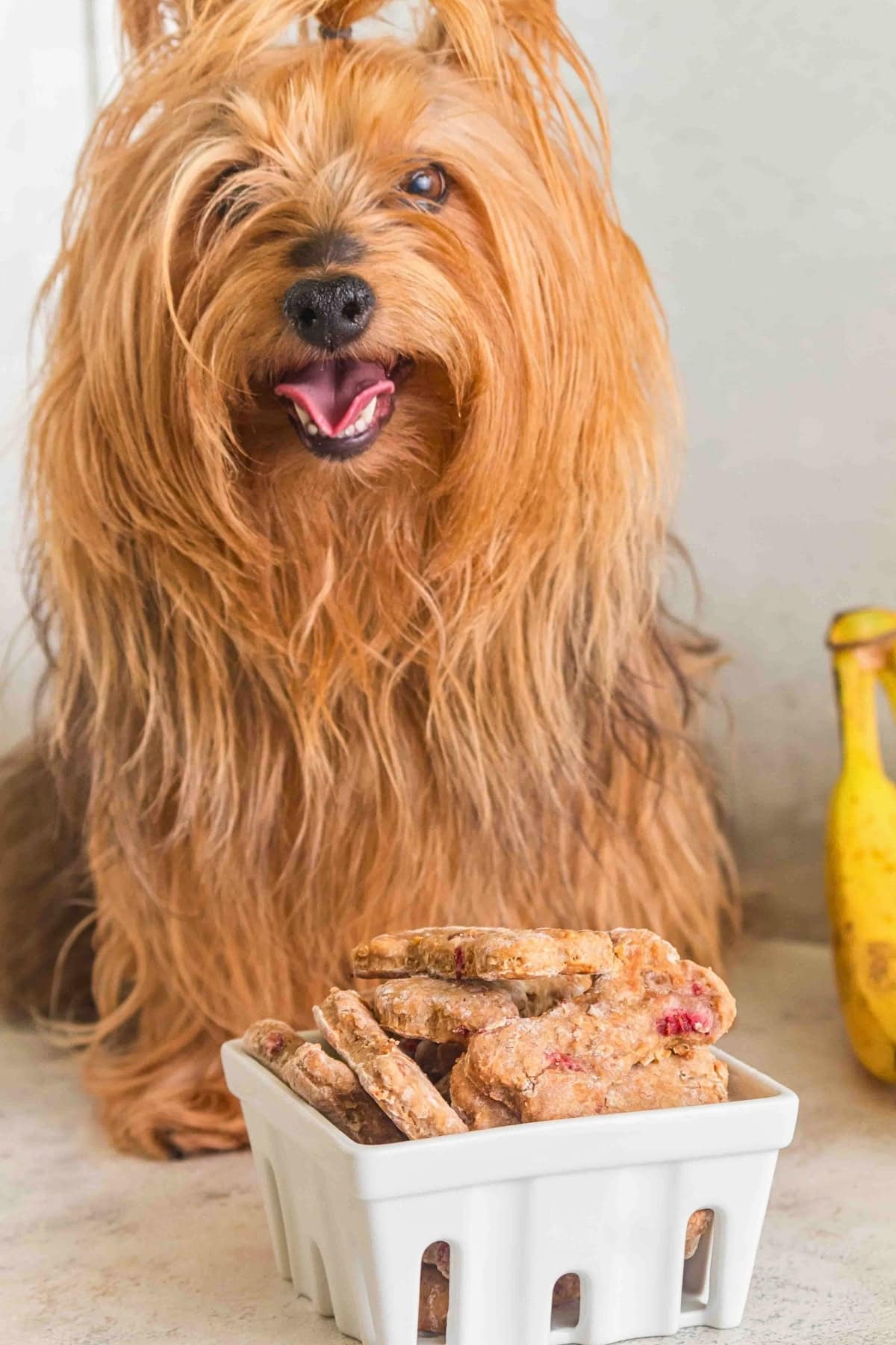 A happy, long-haired dog sits behind a dish of homemade dog treats.