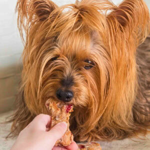 Small fluffy dog eating a treat shaped like a bone, held by a persons hand.