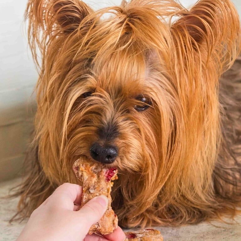 Small fluffy dog eating a treat shaped like a bone, held by a persons hand.